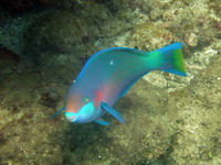 Quoy's Parrotfish  - Phuket