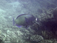Ragged-tail Parrotfish  - Phuket