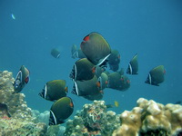Red-tailed Butterflyfish  - Phuket