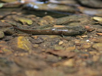 Red-tailed Snakehead  - Kaeng Krachan NP