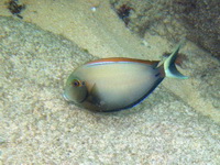 Roundspot Surgeonfish  - Phuket