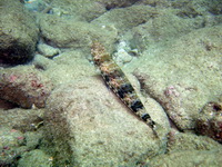 Sand Lizardfish  - Phuket