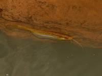 Silurichthys indragiriensis  - Wat Tham Tapan