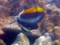Singular Bannerfish  - Phuket