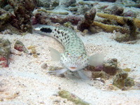 Speckled Sandperch - female  - Phuket