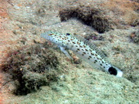 Speckled Sandperch - female  - Phuket