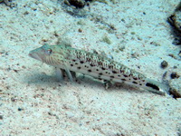 Speckled Sandperch - male  - Phuket