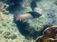 Splitlevel Hogfish  - Phuket