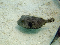 Starry Pufferfish - juvenile  - Phuket