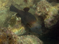 Starry Pufferfish  - Phuket