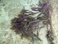Striped Eel Catfish  - Phuket