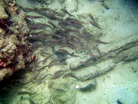 Striped Eel Catfish  - Phuket