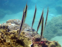 Striped Shrimpfish  - Phuket