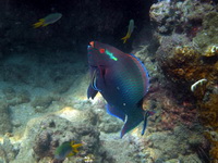 Swarthy Parrotfish  - Phuket
