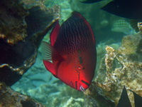 Swarthy Parrotfish  - Phuket