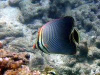 Triangular Butterflyfish  - Phuket