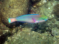 Tricolour Parrotfish  - Phuket