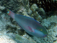 Tricolour Parrotfish  - Phuket
