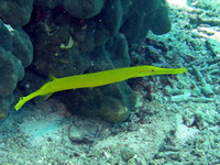 Trumpetfish  - Phuket