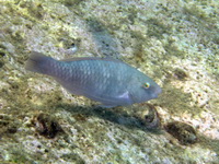 Unidentified Parrotfish  - Phuket