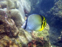 Vagabond Butterflyfish  - Phuket