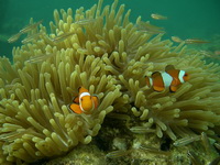 Western Clownfish  - Phuket
