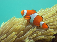 Western Clownfish  - Phuket