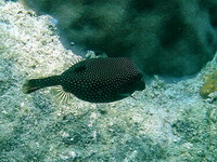 Whitespotted Boxfish  - Phuket