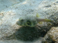 Whitespotted Pufferfish  - Phuket