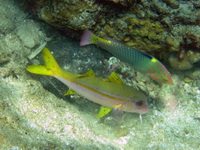 Yellowfin Goatfish  - Phuket