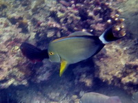 Yellowfin Surgeonfish  - Phuket