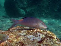 Yellowsaddle Goatfish  - Phuket