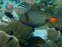 Yellowtail Triggerfish  - Phuket
