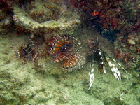 Zebra Dwarf Lionfish  - Phuket