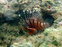 Zebra Dwarf Lionfish  - Phuket