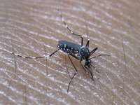 Aedes albopictus  - Phuket