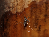 Aedes albopictus  - Kaeng Krachan NP