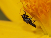 Discomyza maculipennis  - Baan Maka