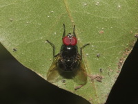 Unidentified Calliphoridae family  - Baan Maka