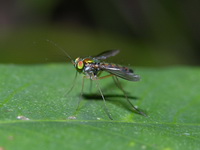 Unidentified Dolichopodidae family  - Phuket