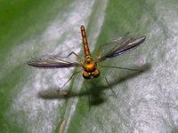 Unidentified Dolichopodidae family  - Phuket