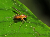 Unidentified Dolichopodidae family  - Khun Nan NP
