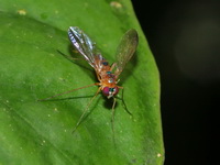 Unidentified Dolichopodidae family  - Khun Nan NP