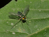 Unidentified Dolichopodidae family  - Kaeng Krachan NP