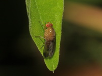 Unidentified Heleomyzidae family  - Baan Maka