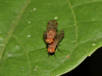 Unidentified Heleomyzidae family  - Kaeng Krachan NP