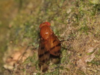 Unidentified Lauxaniidae  - Khao Ramrom