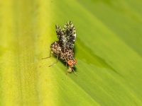 Unidentified Lauxaniidae  - Doi Inthanon NP