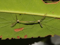Unidentified Limoniidae family  - La Un Mangroves