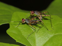 Unidentified Micropezidae family  - Baan Maka
